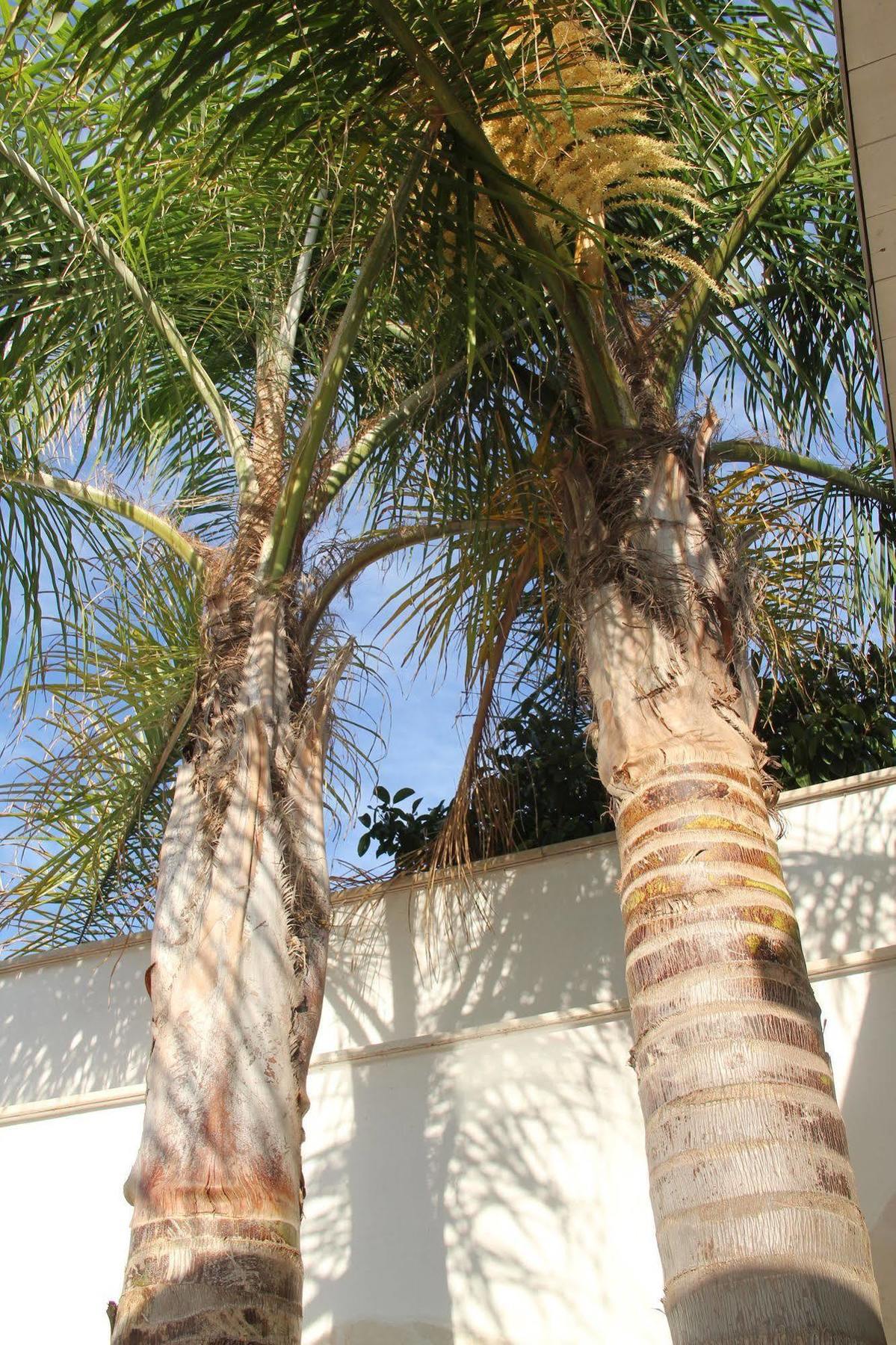 B&B Valentino Bari Exterior foto